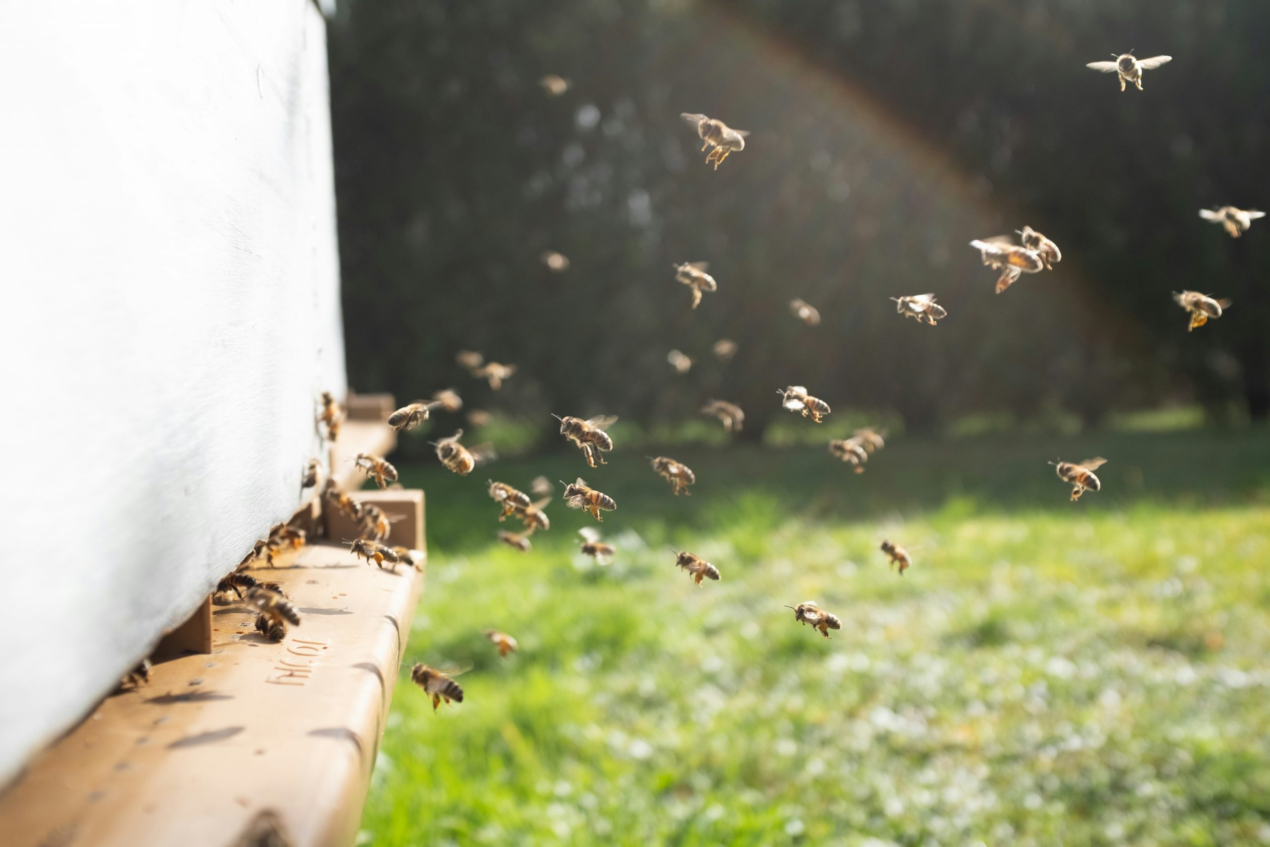 Bees at hive photo