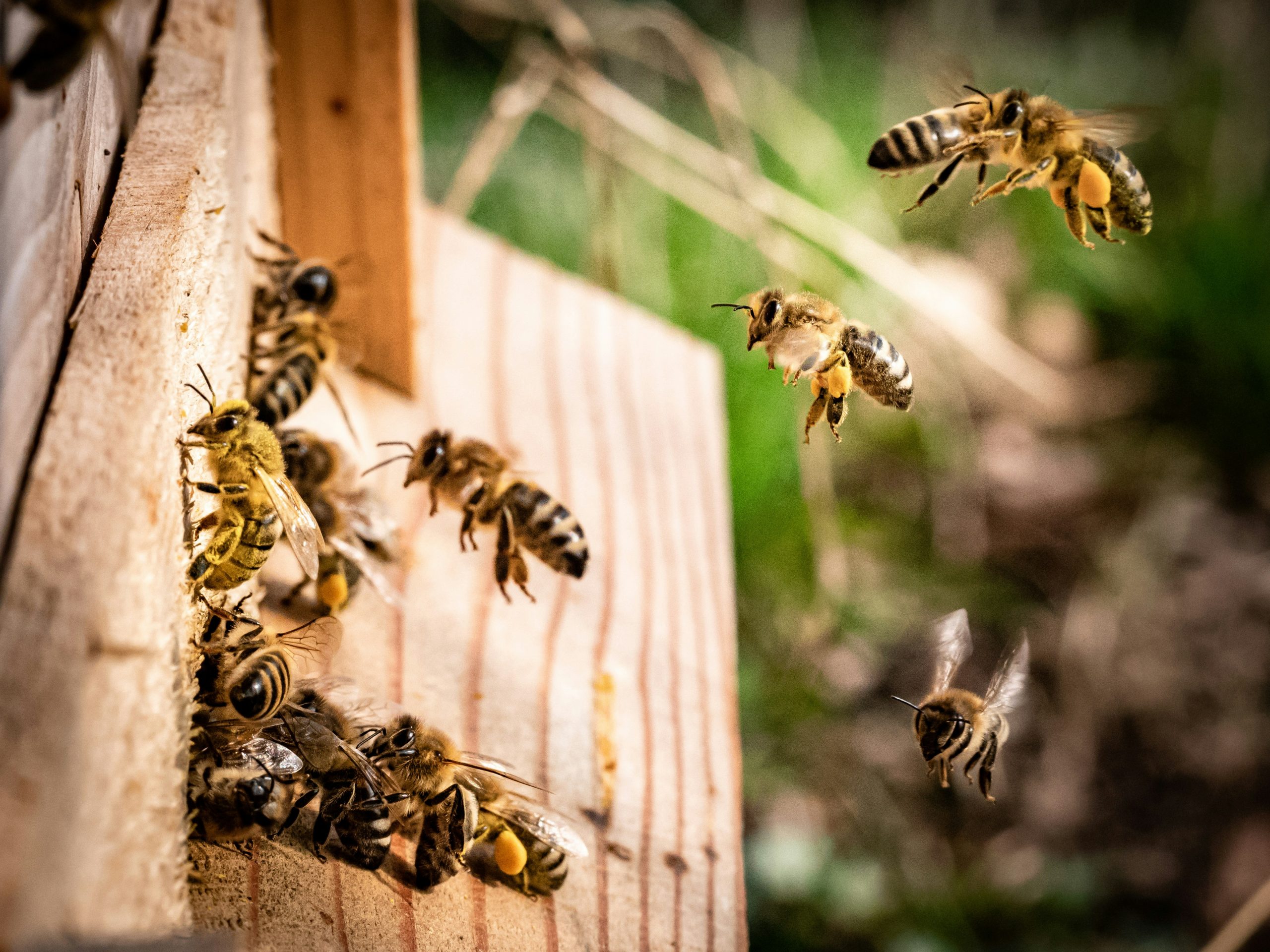 Bees at the hive photo
