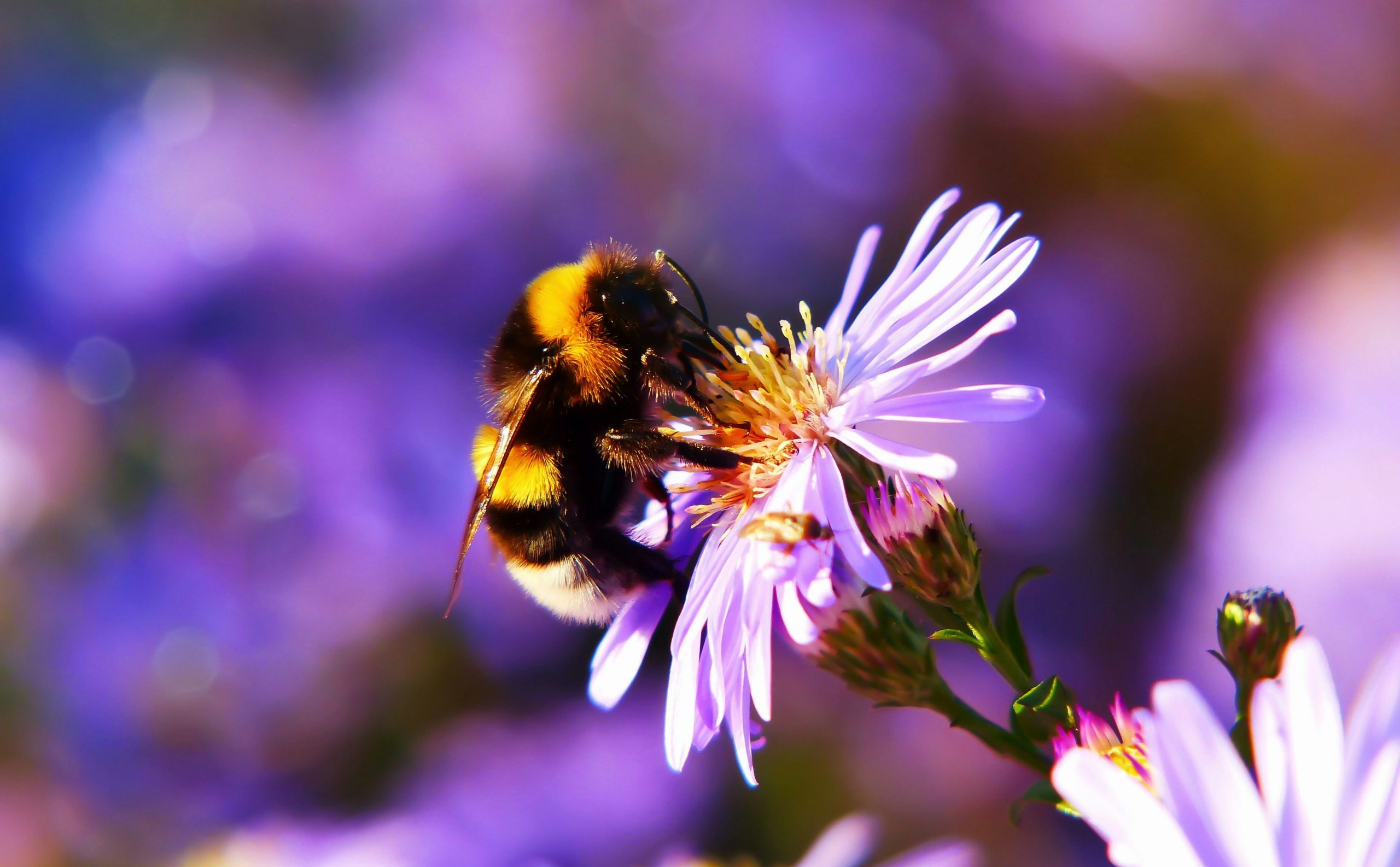 Photo of bee