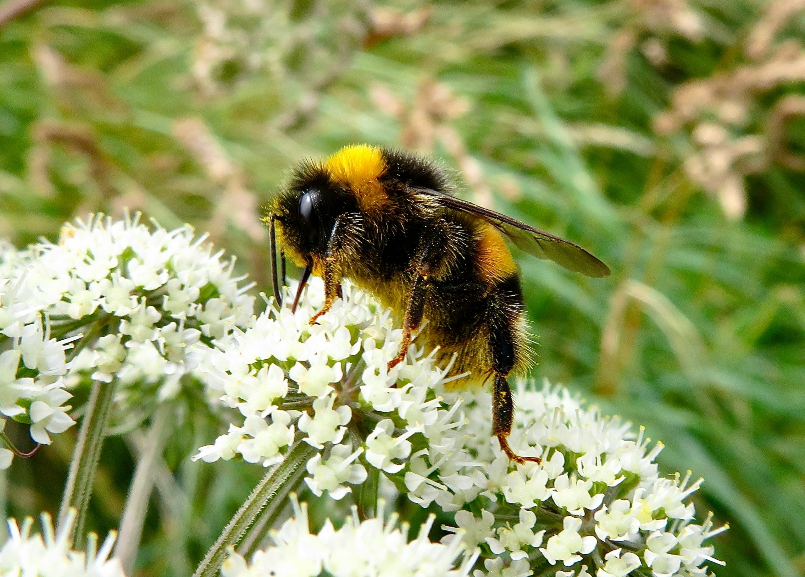 Bee Flower photo
