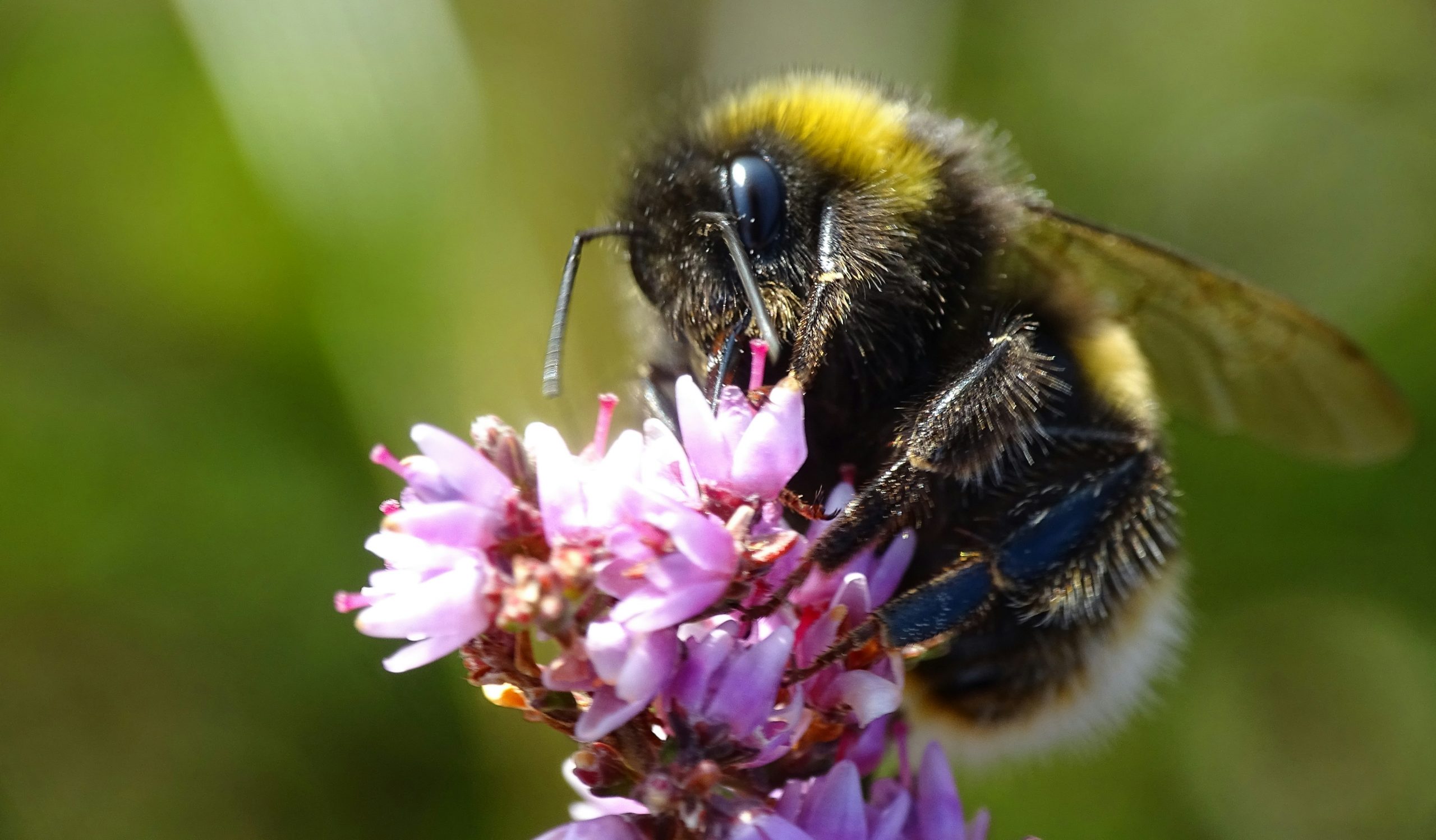 Bee Photo