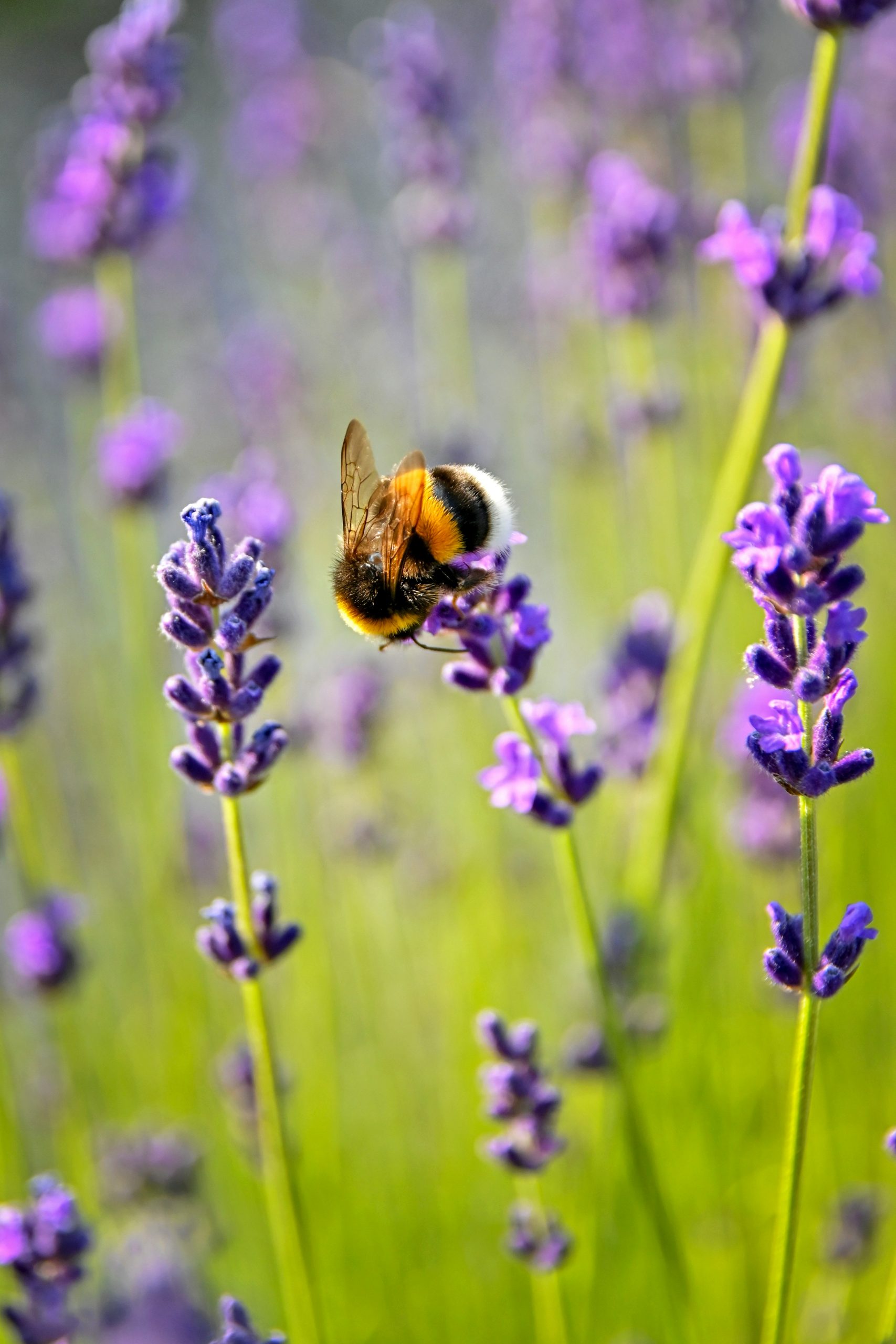 adonyi-gabor-CBCQdXXhfbA-unsplash Photo of Bumblebee - Adonya Gabor via Unsplash